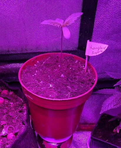 seedling stretching which en dangerous her capacity of standing upright