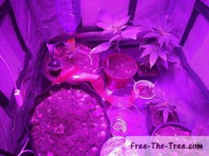 third week of the grow report