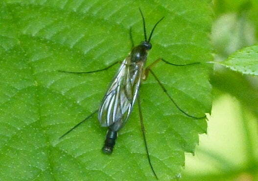 Fungus Gnats – How to Identify and Deals with this pest thumbnail