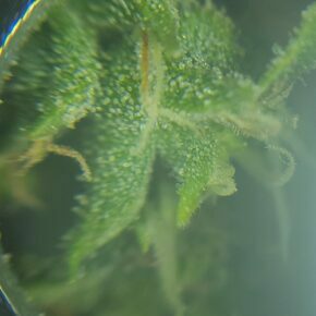 cheese strain milky trichomes