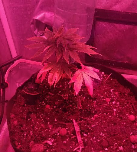 Plant losing fan leaves due to deficiency