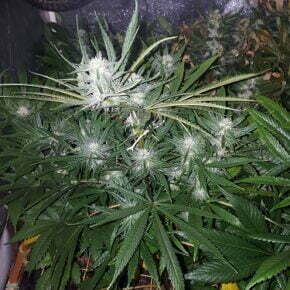 Cheese strain flowers a month after changing photoperiods