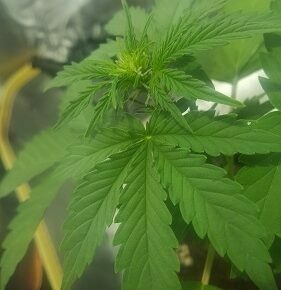 Pistils starting to grow, sign of flowering stage