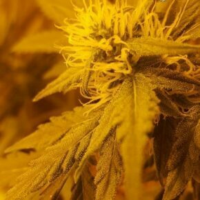 pistils forming bud and first trichomes visible