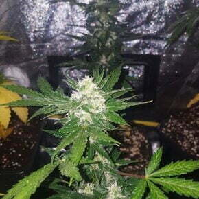 night picture of the critical + 2.0 flower