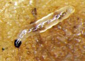 Close up on fungus gnat larvae in soil