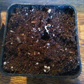 Germinated seed going into soil