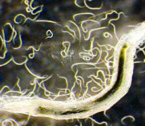Dozens of nematodes in and around a fungus gnat larvae