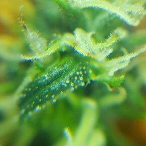 first pistils of the cheese under the scope