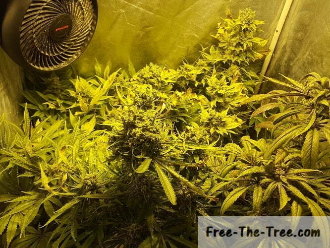 SCROG Tutorial – Everything you need to know thumbnail