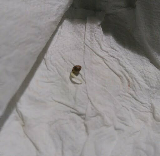 Sexbud seed germinated in paper tower
