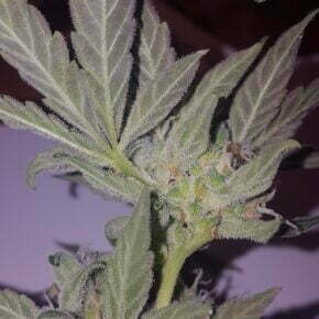 close up on trichomes on leaf and bud