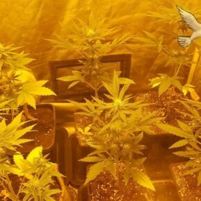 6 cannabis plants entering week 3 of flowering stage