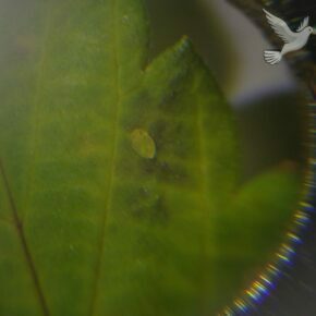 larvae feeding on leaf