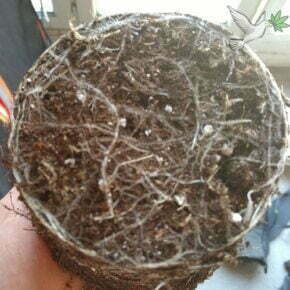 roots starting to circle around the soil