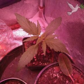 Second stage of leaves grown and third coming in