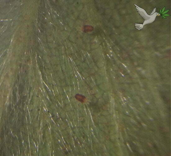 2 adult spidermites and eggs under leaf