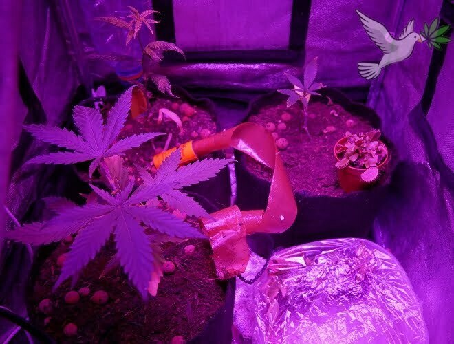 Cannabis plants attacked by fungus gnats