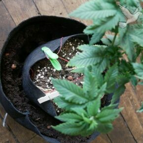 transplanting into larger pot