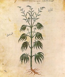 cannabis drawing from 500AD