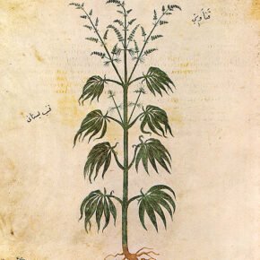 cannabis drawing from 500AD