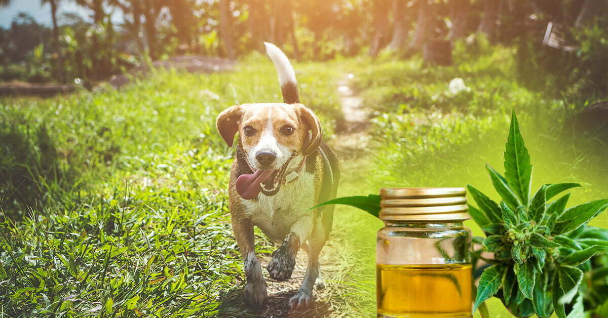 What You Should Know About CBD Oil for Dogs