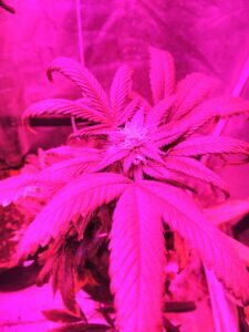 Marijuana Plant under pink light