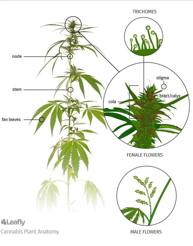 Cannabis plant parts