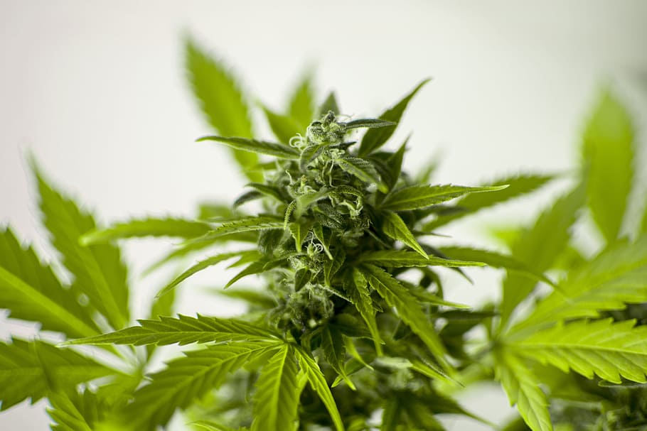 Organic Growing – Everything you need to grow cannabis organically thumbnail