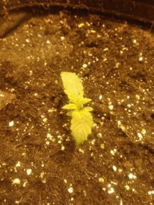 Cotyledons and first stage of pure ak growing