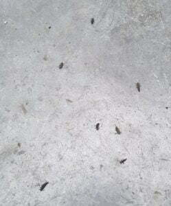 larvae dropped on the floor - 2 dead