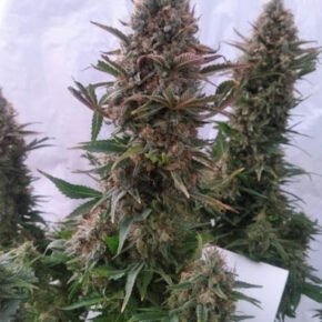 pure ak Flowers ready to be harvested