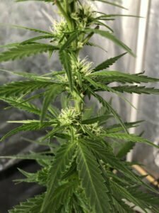 growing marijuana buds