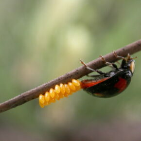 Ladybug laying her eggs on a branch