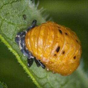 lady bug pupa, larvae base still visible