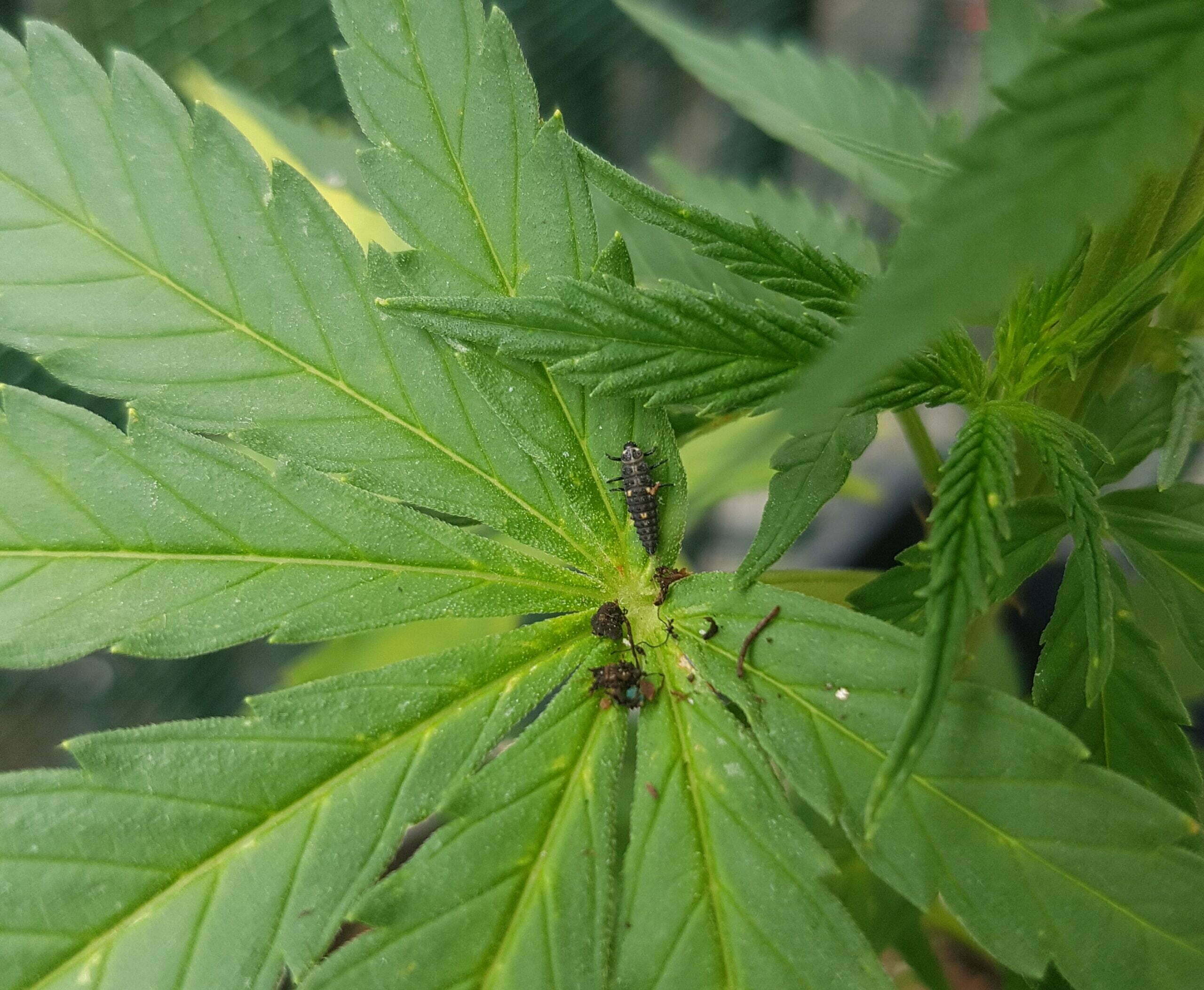 Lady bugs – A friend that will defend your cannabis plants