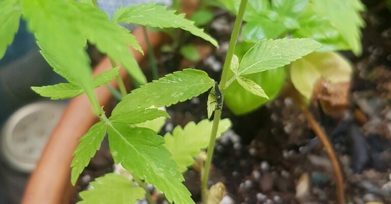 larvae crawling on plant