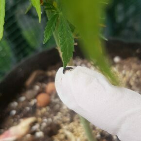 Placing the larvae on leaf with fingers