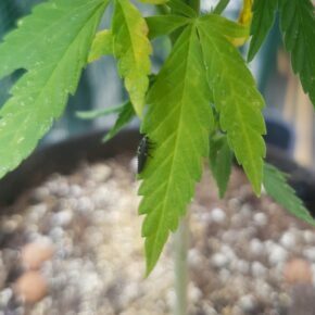 larvae freshly introduced to cannabis plant