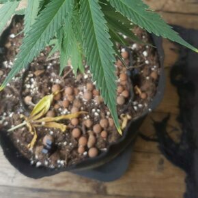 first signs of nutrient burn on cannabis leaf