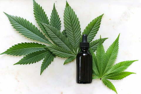 cbd oil bottle in front of hemp leaves