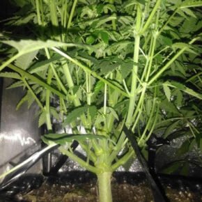 think stem to support flowering