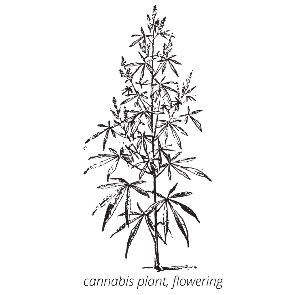 drawing of cannabis plant