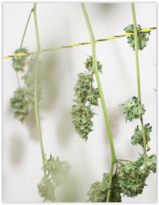 weed buds drying