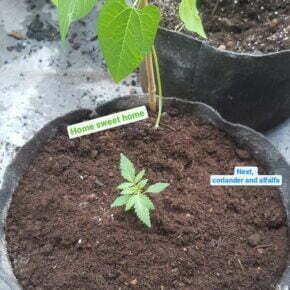 been plant added in cannabis pot