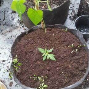 cannabis plant with 3 companions