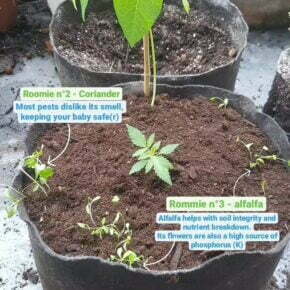 coriander and alfalfa transplanted with cannabis
