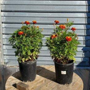 2 french marigold plants ready to place