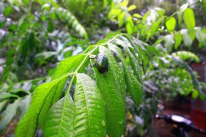 beetle feeding of foliage