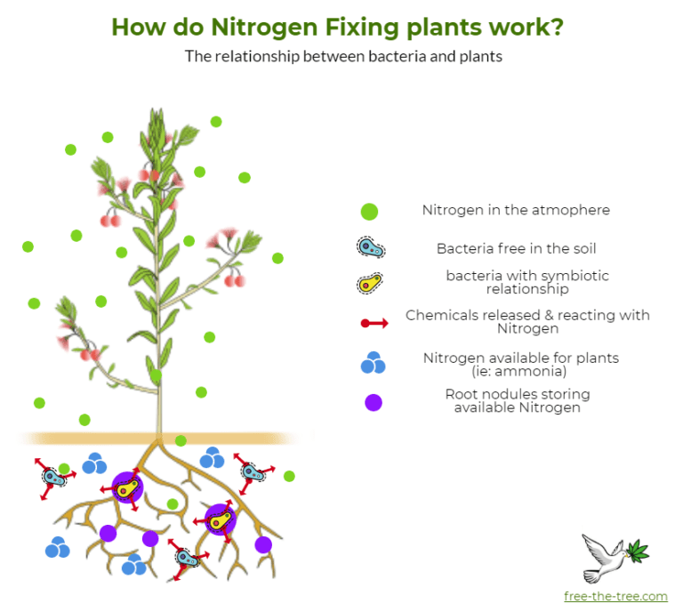 graphic showing how bacteria help break down nitrogen in the atmosphere for plants